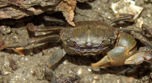 Austrohelice crassa